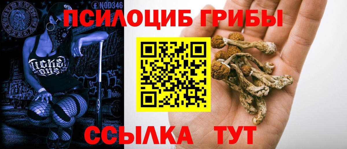 Курчатов  Псилоцибиновые грибы мицелий  Вход с VPN 